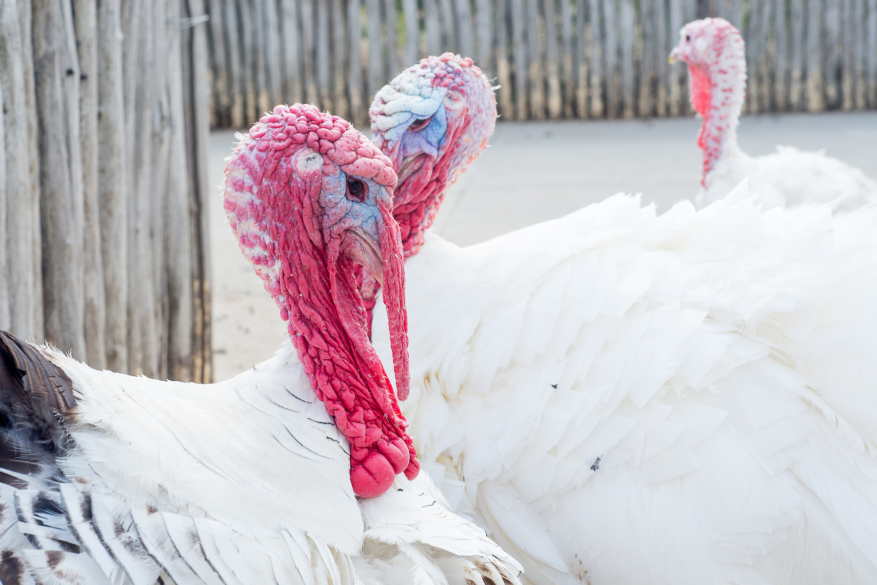 Tips on How to Raise Turkeys – Mother Earth News