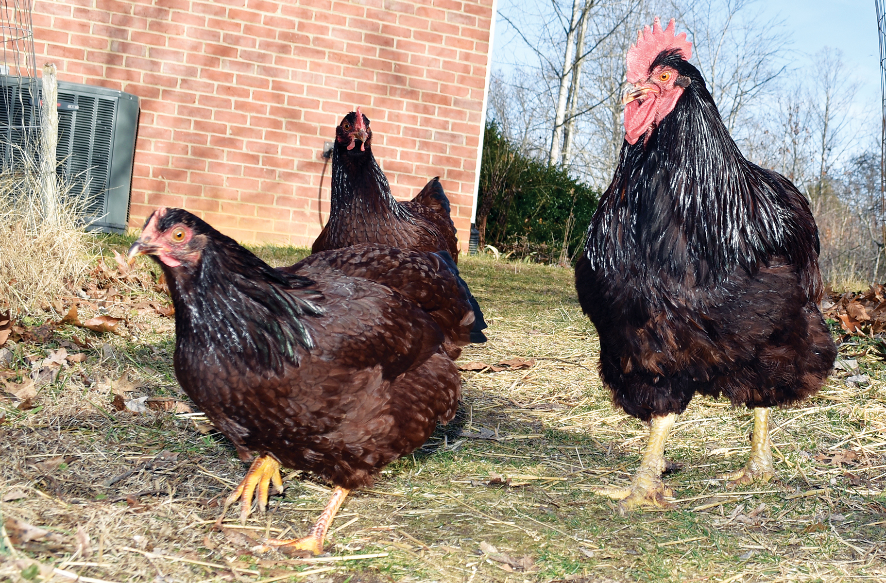 Winter Chickens to Keep – Mother Earth News