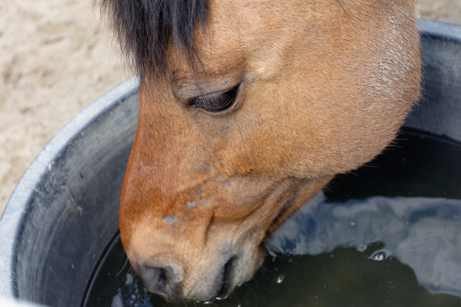 How to Keep Livestock Water from Freezing Without Electricity – Mother Earth News