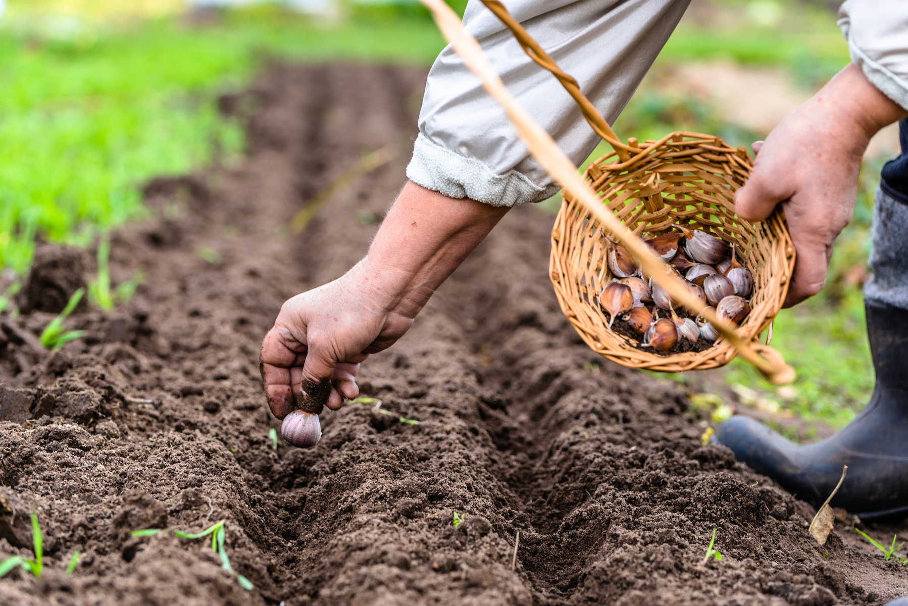 Planting Garlic In Fall Gardens – Mother Earth News